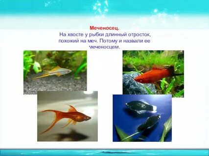 Аквариумные рыбки 1 класс