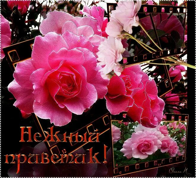 Привет картинки красивые. Приветствие цветы. Красивое Приветствие с цветами. Анимированные открытки приветик. Открытки с приветствием для женщины.