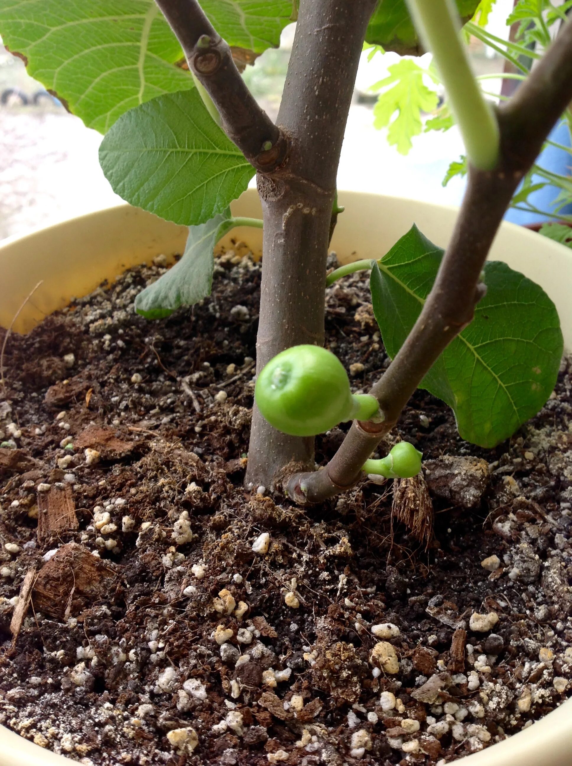 Высадка инжира в открытый грунт. Инжир штамбовый. Инжир карликовый. Инжир дерево на кубани. Фикус карика, инжир – ficus carica.