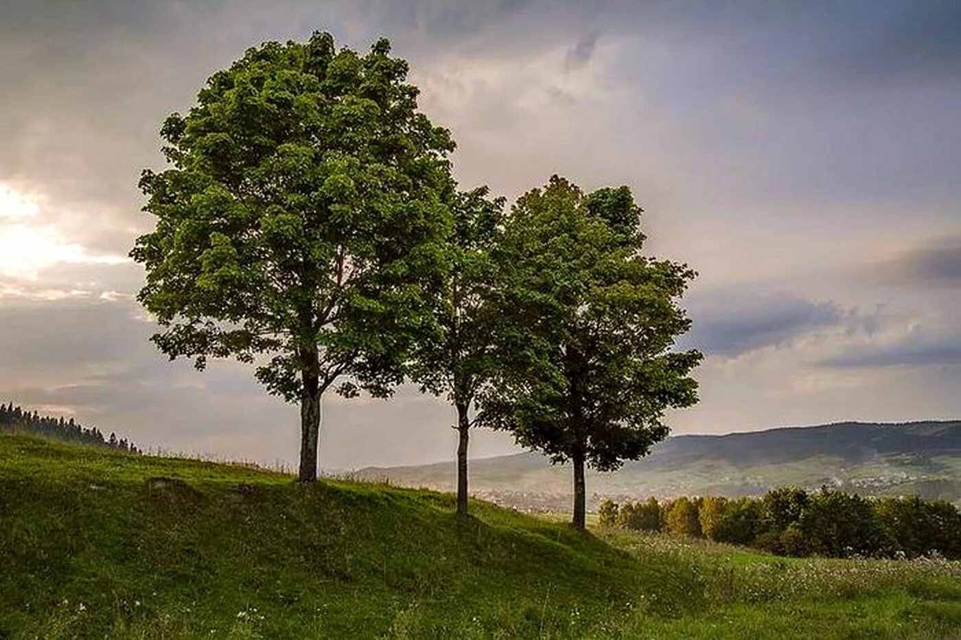 Вдали видны деревья. Дерево на Холме. Три дерева. Деревья на пригорке. Три дерева на Холме.