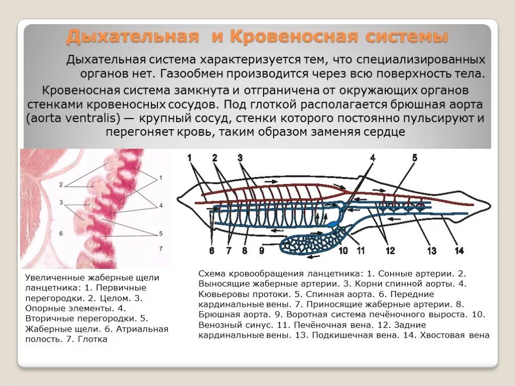 Какая кровь у хордовых. Дыхательная система ланцетника схема. Схема дыхательной системы хордовых. Схема строения дыхательной системы ланцетника. Дыхательная система бесчерепных.