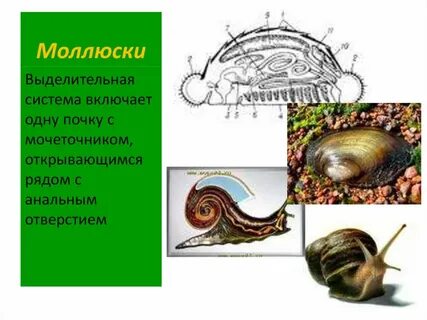 Опорно двигательная моллюсков