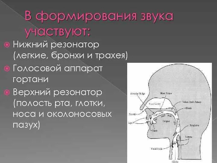 Где находятся резонаторы. Резонаторные полости голосового аппарата. Верхние и нижние резонаторы голосового аппарата. Резонаторы в вокале. Верхние головные резонаторы.