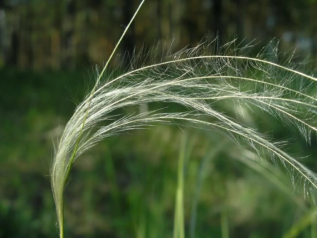 Соответствующее название ковыля. Ковыль перистый (Stipa pennata). Ковыль перистый Stípa pennáta. Ковыль перистый (Stipa pennata l.).