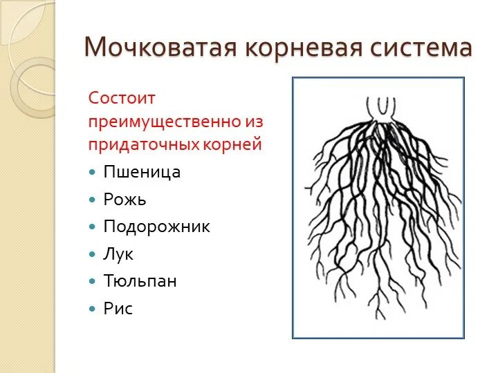 Стержневая и мочковатая корневая система. Растения с мочковатой корневой системой. Растения с стержневой мочковатой системой. Строение мочковатой корневой системы. Сколько лет корневой