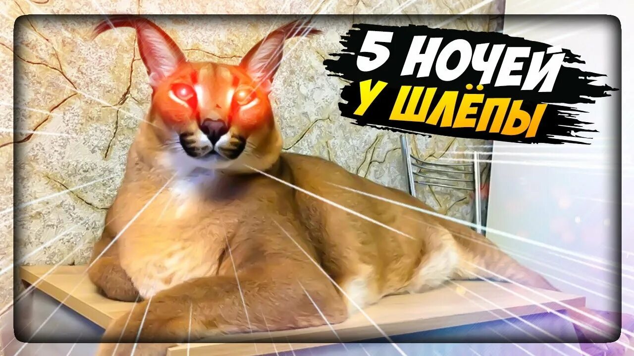 Ночей у шлепы. Five nights at floppa. пять ночей с шлëпой. коты пять ночей с шлепой. пять ночей с шлëпой 3.