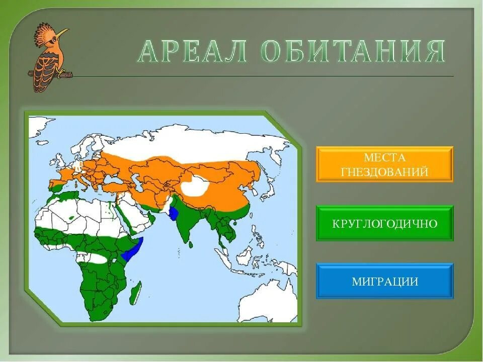 Место обитания некоторых. Удод ареал обитания. удод ареал. ареал обитания ласточек. шакал ареал.