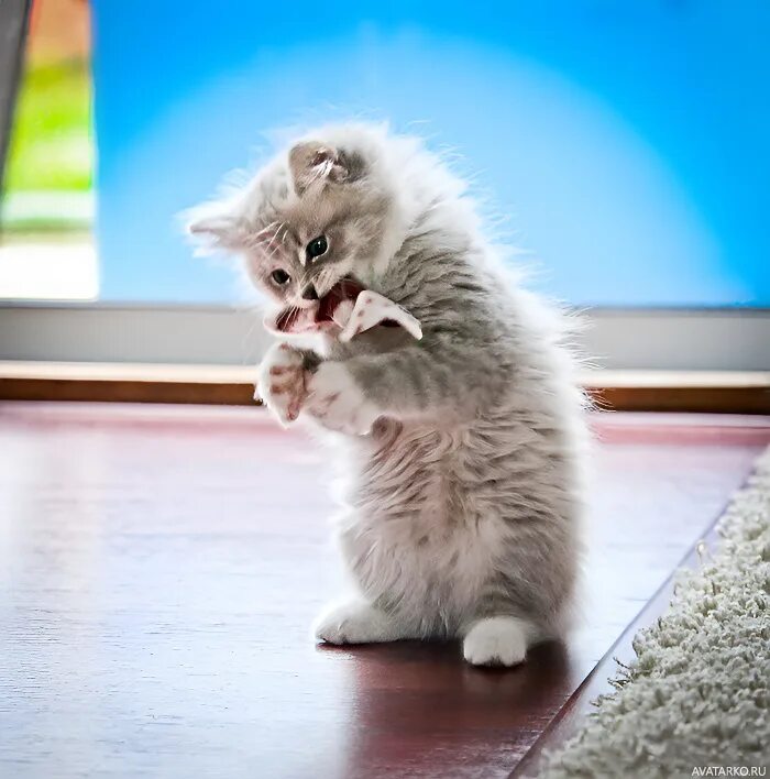 Котенок стоит. Котенок стоящий на задних лапках. стоящий котёнок. котенок стоит на задних лапах.