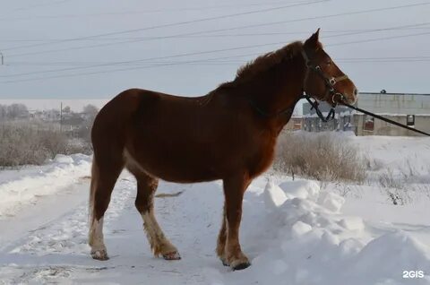 Аллюр ижевск конный