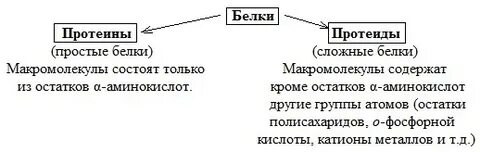 Белки простые и сложные биология