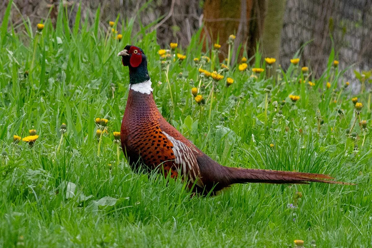 Сколько ног у фазана. Фазан (Phasianus colchicus l.) самка. Фазан обыкновенный самец. Румынский фазан. Венгерский фазан.