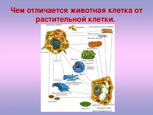 Как отличить клетки