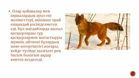 Орыс әйел үстемдігінің порно видеосы