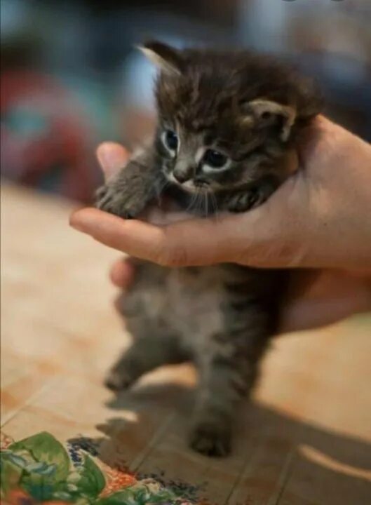 Купить хорошего котенка. Кошки маленькие. Маленький полосатый котенок. Полосатый пушистый котенок. Очень маленький котенок.
