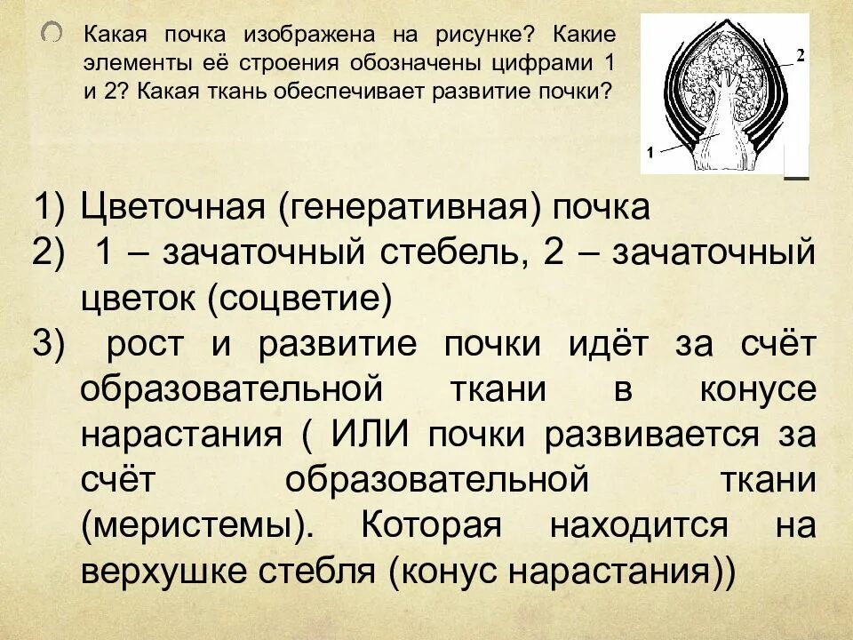 Какая ткань обеспечивает развитие почки. Какая аочка изображена на рисунке. Какая почка изображена на рисунке. Развитие почки анатомия.