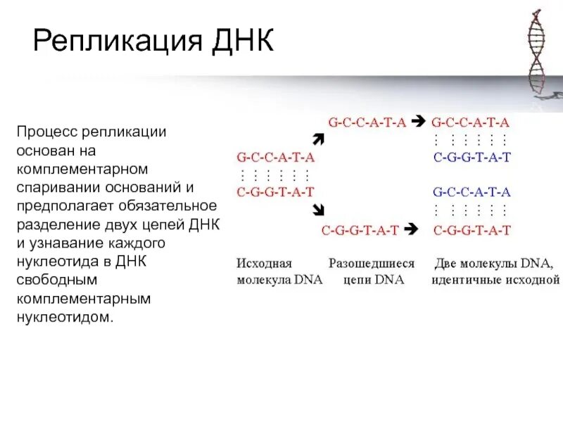 Материнская цепь днк. Процесс репликации ДНК. Репликация ДНК. Репликация пример. Схема репликации ДНК.