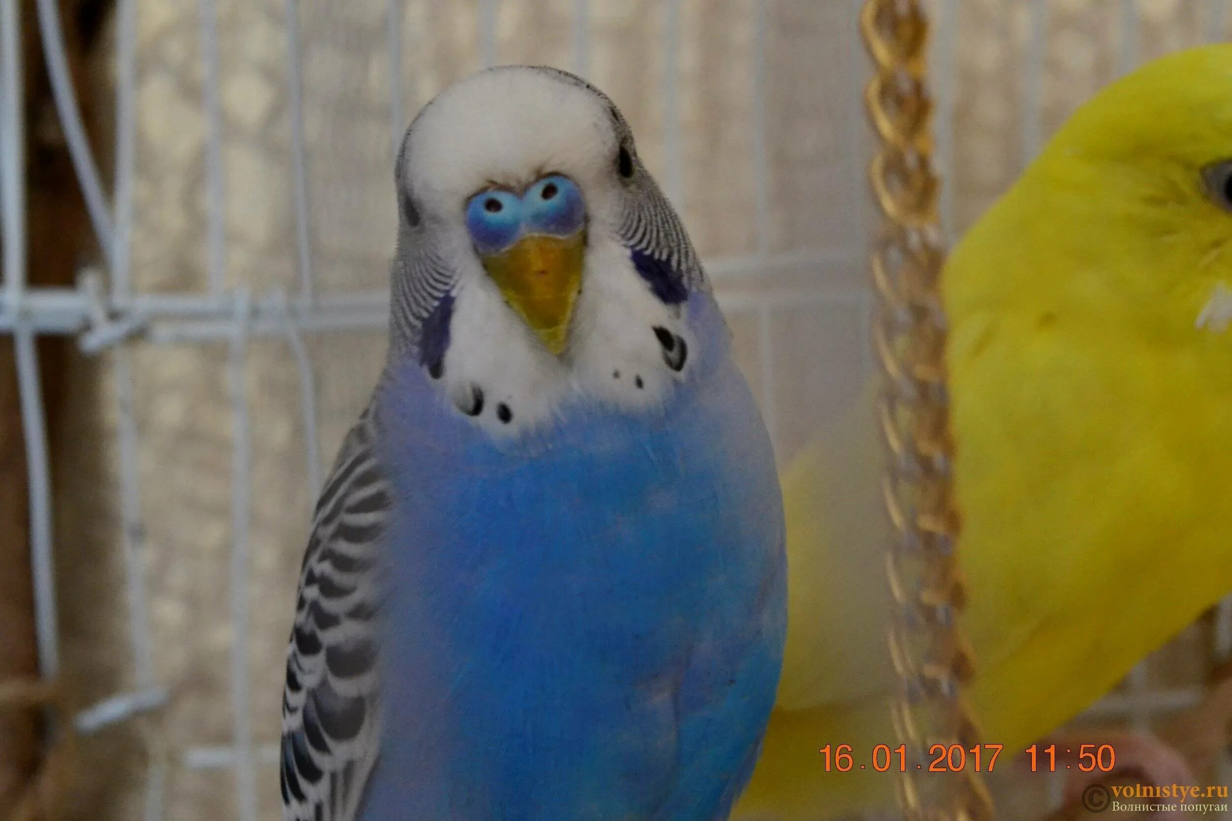 Восковица самца волнистого попугая. Волнистый попугайчик Возраст. Волнистый попугайчик синий самец. Самка волнистого попугая.