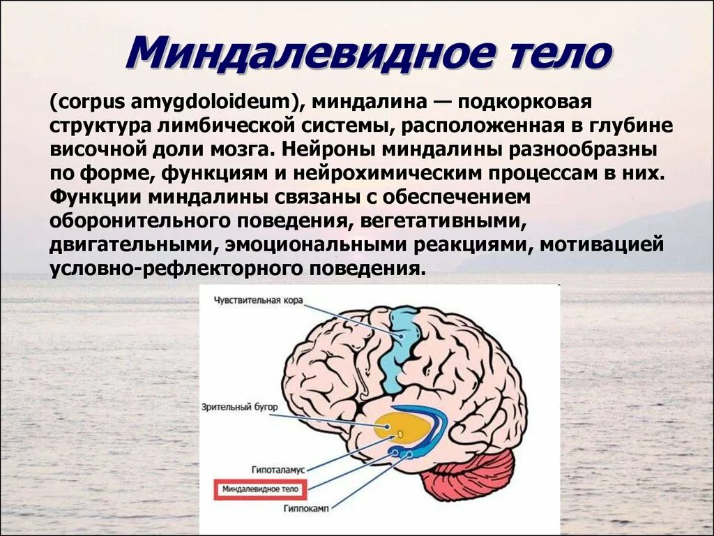 Центр мозга и тела. Лимбическими структурами мозга. Миндалевидное тело. Миндалевидное тело мозга. Миндалевидное тело мозга функции.