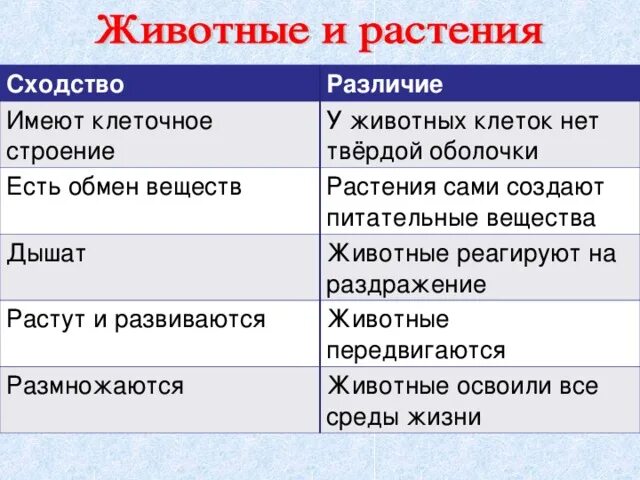 Клевер кролик волк черты сходства и различия. Сходство растений и животных. Сходства и различия животных и растений. Сходство строение растений и животных. Сходства растений и животных таблица.