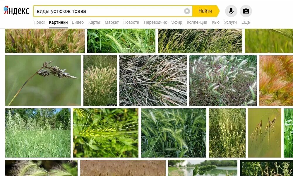 Распознавание растения по фото. Виды Устюков трава. Как узнать растение по фото в Яндексе. Яндекс поиск растений по фото. Определить растение по фото онлайн в Яндексе онлайн.