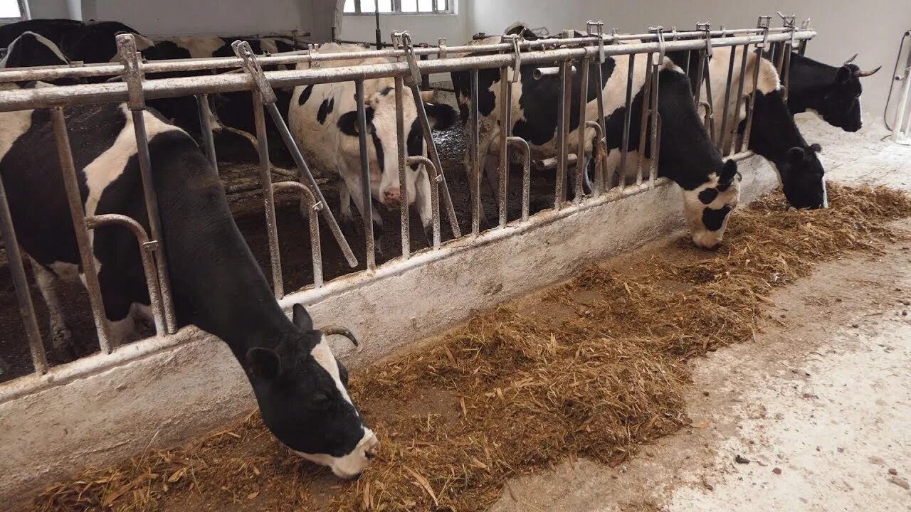 Спк видео. Спк имени калягина. спк калягина кинельский район. спк им кирова. спк им куйбышева.