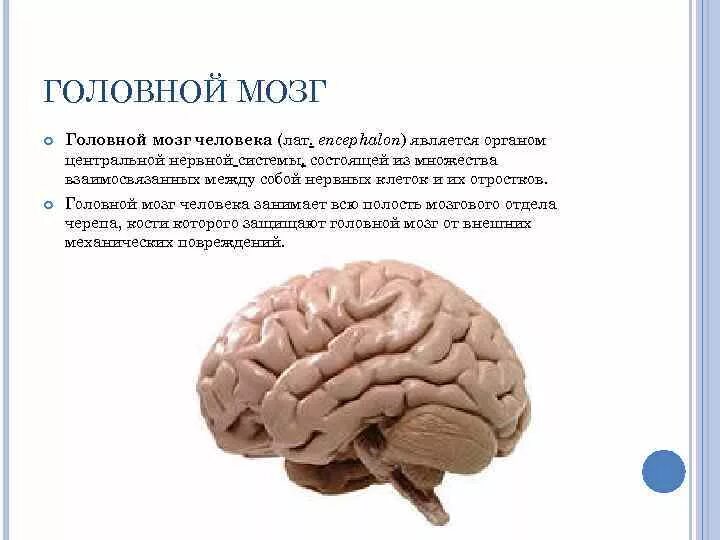 Из какого вещества состоят мозги. Мозг человека доклад. Мозг человека для презентации. Вывод о головном мозге человека. Головной мозг человека 8 класс биология.