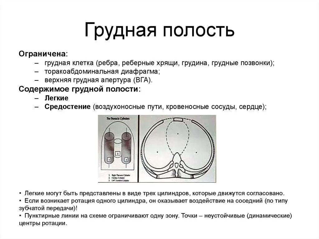 Грудная полость границы и стенки. Стенки грудной полости анатомия. Границы грудной полости.