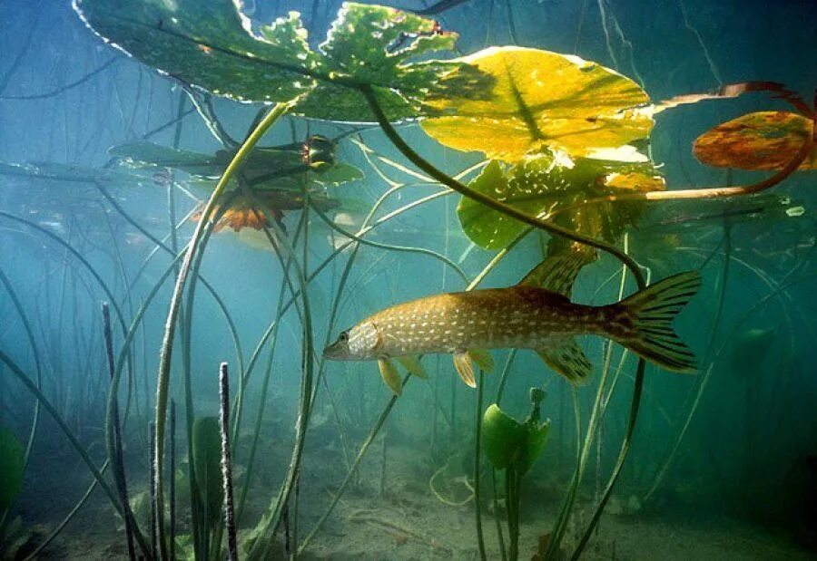Рыбы пресноводных водоемов. Подводные растения. Подводные обитатели водоемов. Рыбки в речке.