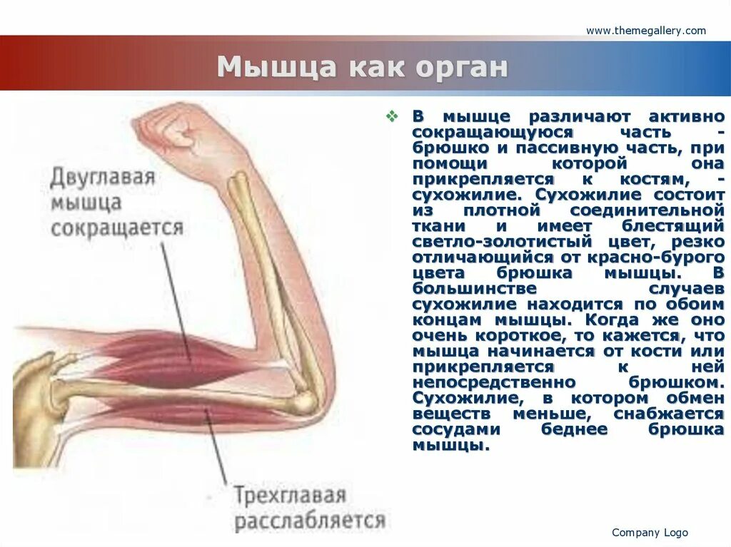 Прикрепление мышцы к кости. Из чего состоит сухожилие. Сухожилие сокращается.