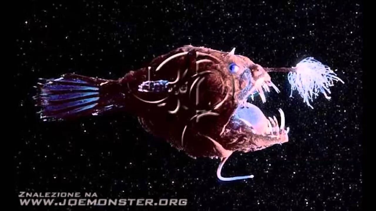 Как называется рыба с фонарем. Морской черт глубоководный удильщик. морской черт удильщик. морской дьявол рыба удильщик. рыба удильщик морской черт.