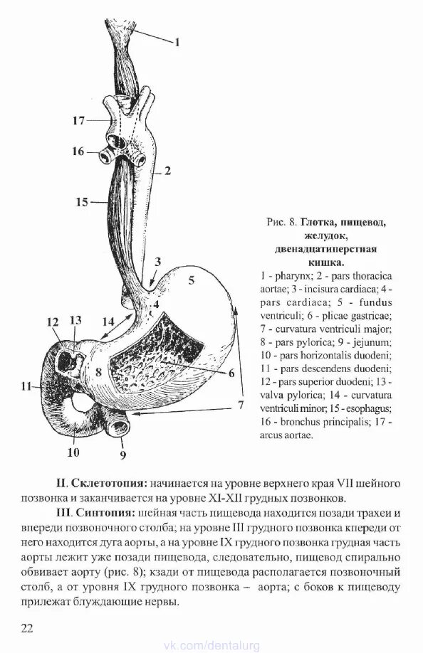 Синтопия пищевода. Анатомия трахеи и пищевода. Анатомия пищеварительной системы Гайворонский. Строение пищевода и трахеи человека.