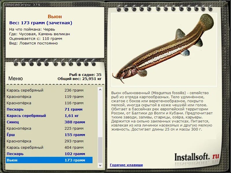 Вьюн рыба. Подвижное растение. Вьюн рыба. Вьюнок полевой краткое описание. Русская рыбалка 3 лопасня вьюн.