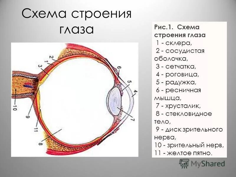 Структуры глаза зрительный нерв. Зрительный анализатор слепое пятно. Глазной анализатор строение и функции. Зрительный анализатор желтое пятно. Зрительный анализатор строение животного.