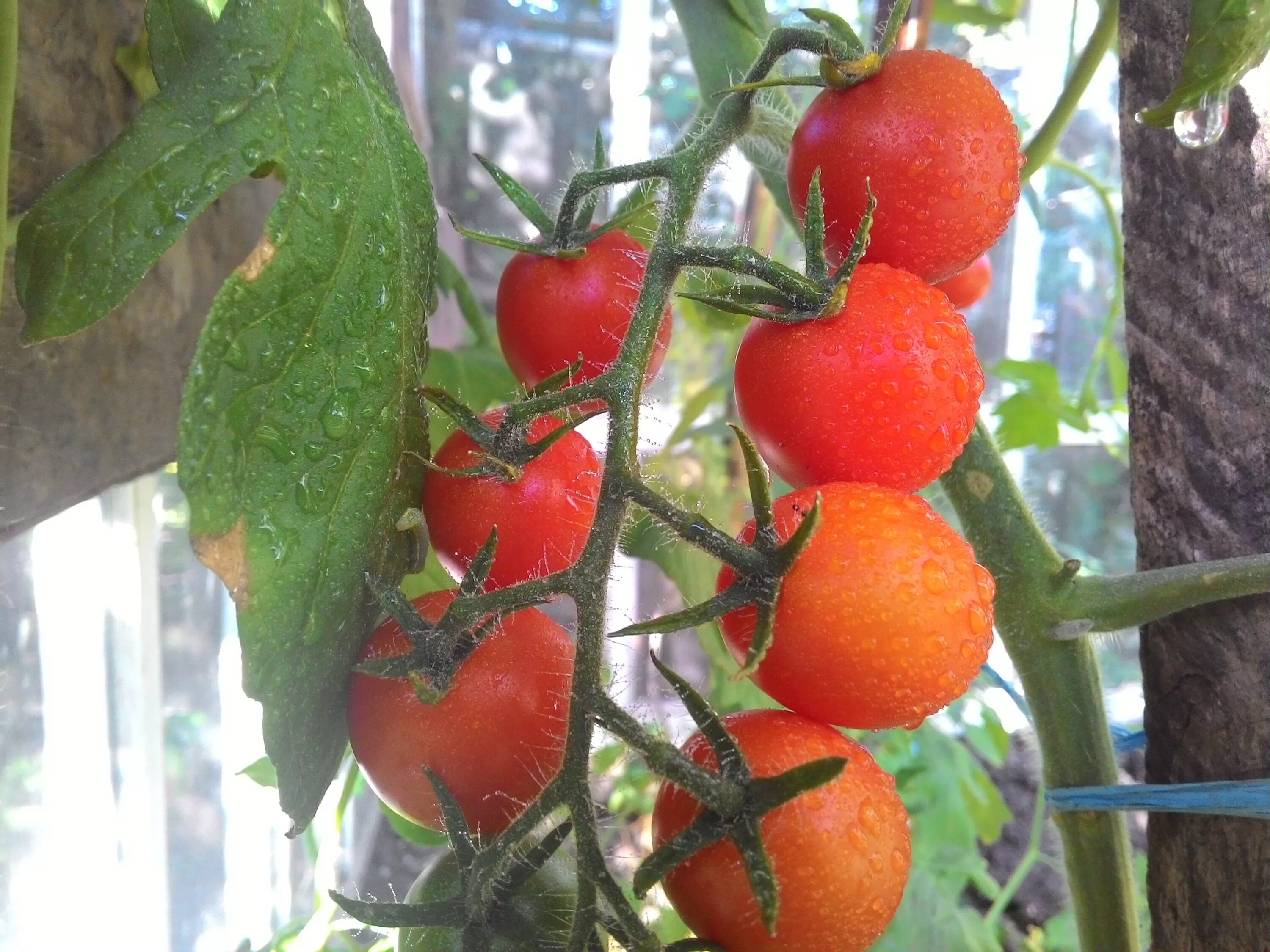 Низкорослые томаты в теплице. Парник для помидоров. Томаты в теплице из поликарбоната. Низкорослые сорта томатов. Помидоры низкорослые для теплицы без пасынкования