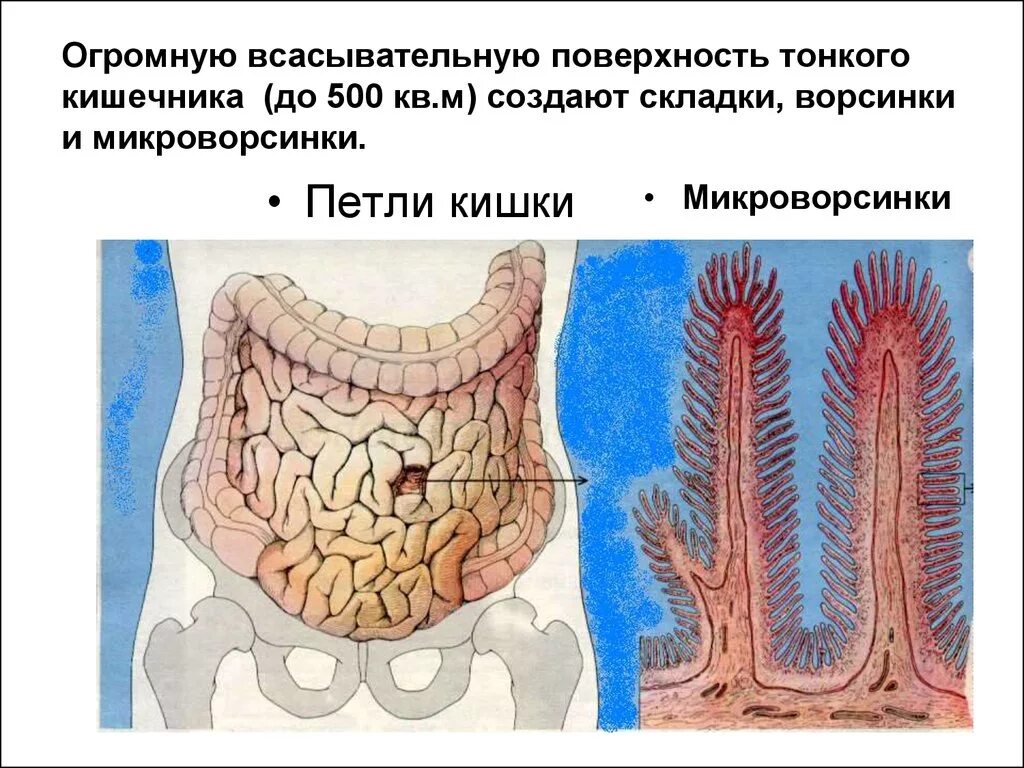 Внутренняя поверхность кишечника. Микроворсинки кишечной ворсинки. Тонкая кишка ворсинки и микроворсинки. Слизистая оболочка кишечника. Кишечные ворсинки. Складки и ворсинки тонкого кишечника.