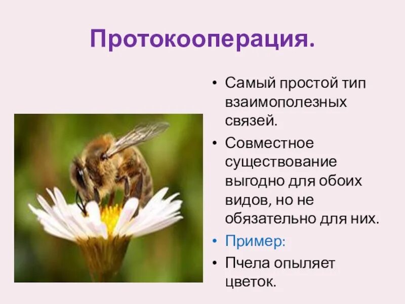Пчела какая среда обитания. Симбиотические взаимоотношения протокооперация. Протокооперация примеры. Протокооперация это в экологии. Протокооперацияпримеры.