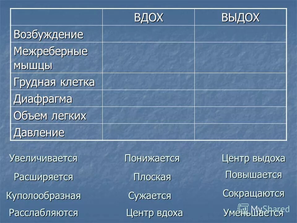 Межреберные мышцы при вдохе и выдохе таблица. Межреберные мышцы при вдохе и выдохе таблица. Возбуждение вдох выдох таблица. Возбуждение вдох выдох таблица. Межреберные мышцы вдох и выдох таблица.