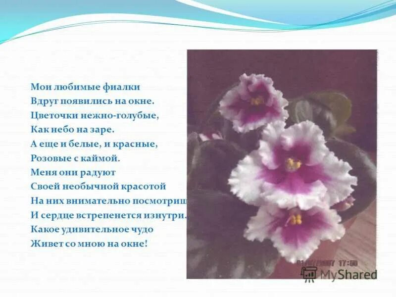 Песня про фиалку. Аллергия на синюю фиалку. Фиалка синяя с зелеными кружевами. Стихотворение про фиалку. Фиалки голубая белянко.