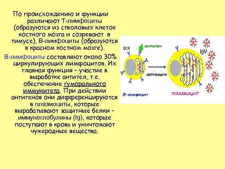 Т клетки образуются