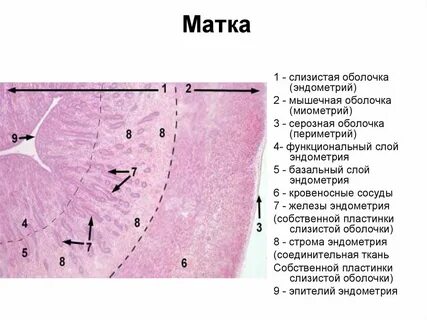 Какой эпителий в матке