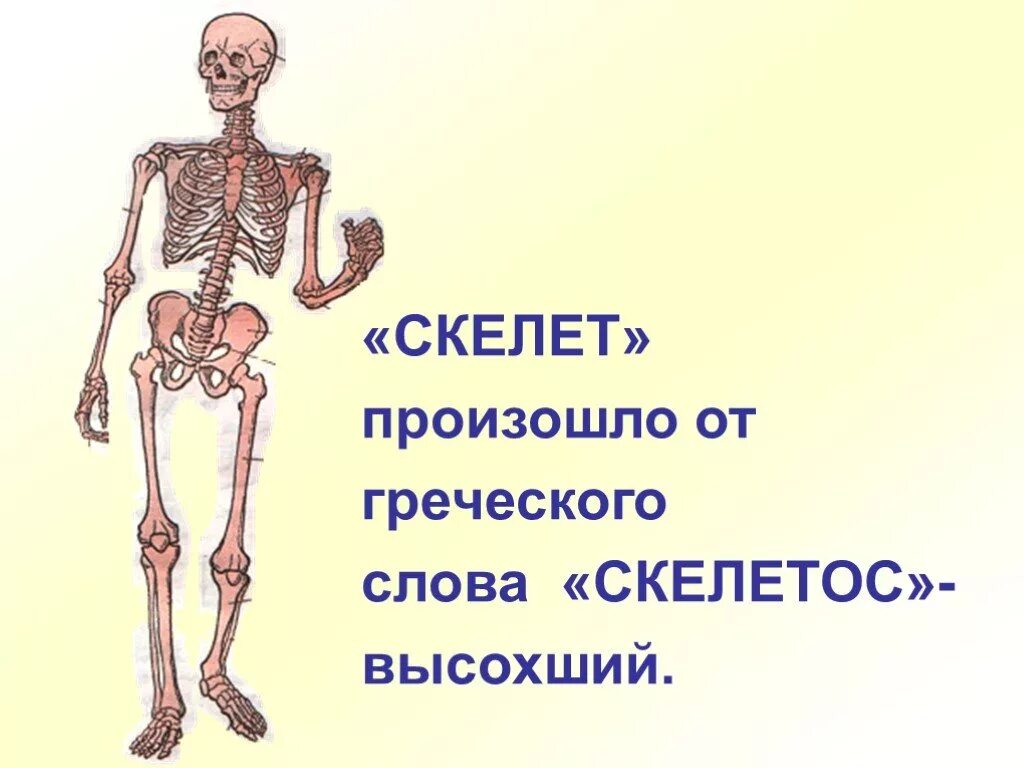 Опора тела и движение. Скелет человека. Скелет опора человека. Опора тела и движение презентация.