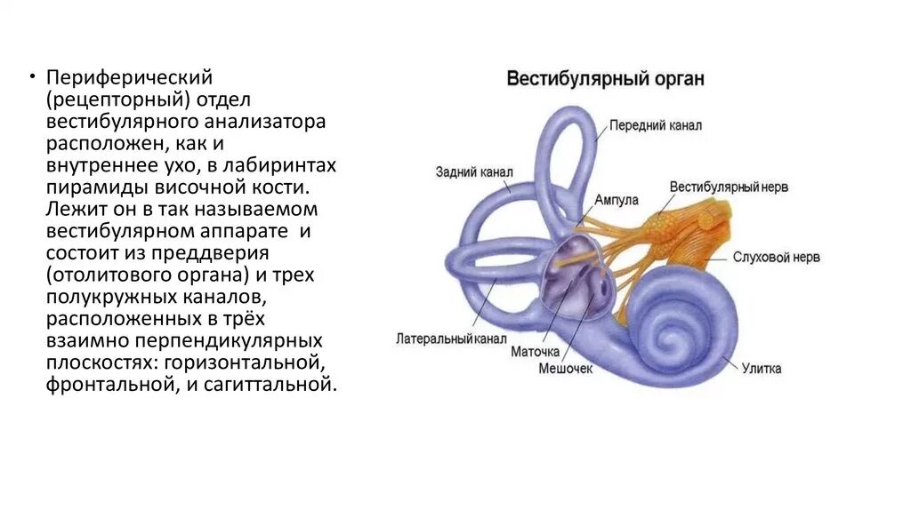 Отолитовый аппарат внутреннего уха. Строение внутреннего уха отолитовый аппарат. Рецепторные аппараты внутреннего уха схема. Внутреннее ухо отолитовый аппарат.