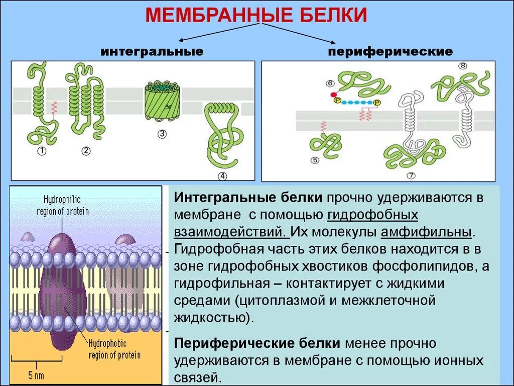 Интегральные белки какие. Периферические мембранные белки функции. Структура и функции белков биомембран. Биологические мембраны строение и функции роль белков. Функции интегральных мембранных белков.