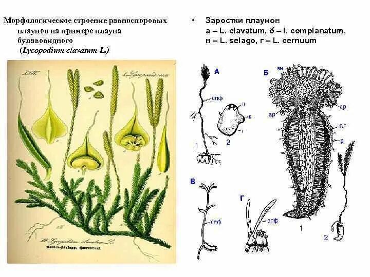 Белена черная ламинария плаун булавовидный. Плаун булавовидный строение. Гаметофит плауна. Заросток плауна. Внешнее строение плауна булавовидного.