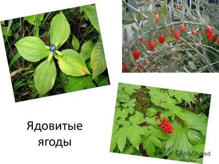 Опасные ягоды в лесу