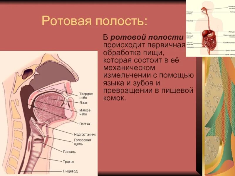 С помощью языка