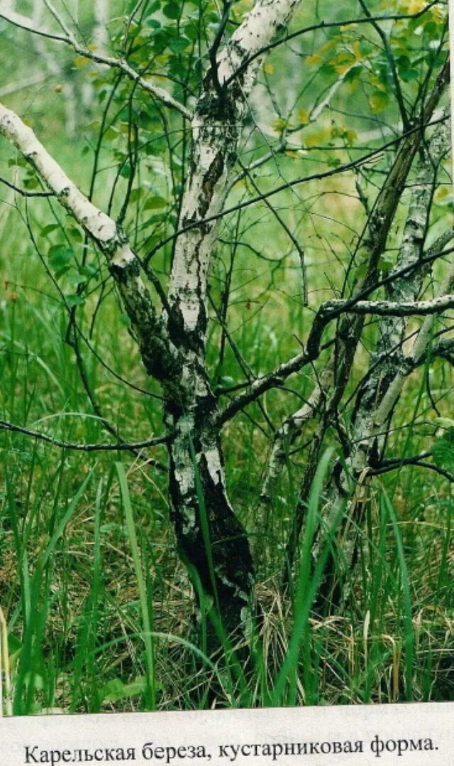 Березка 22. Карельская береза. Береза кустарниковая Betula fruticosa. Карелка береза. Карельская карликовая береза.