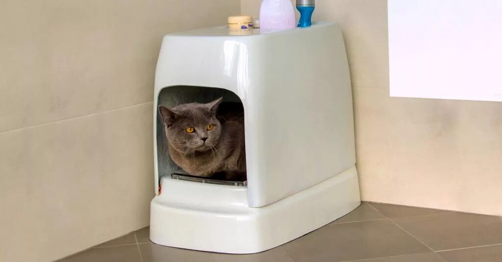 Кошка гадит в доме