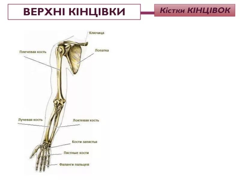 Скелет верхней конечности рисунки. Строение скелета верхней конечности. Строение пояса верхних конечностей человека. 9. Кости пояса верхней конечности. Скелет пояса верхних конечностей.