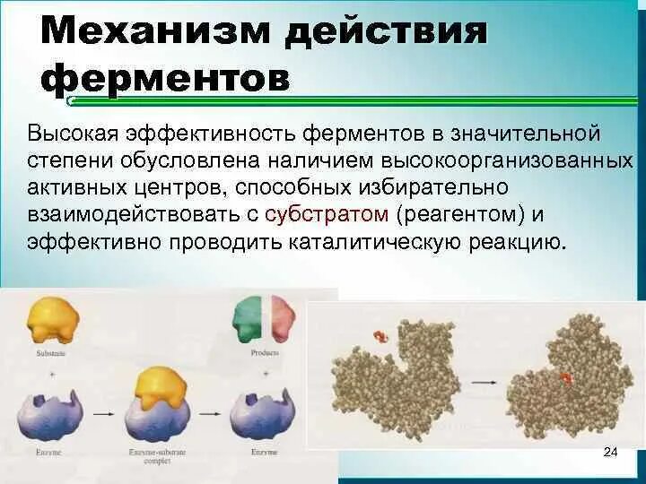 Механизм каталитического действия ферментов. Механизм действия ферментов. Механизм функционирования ферментов. Механизм действия гидролаз. Химические действия ферментов